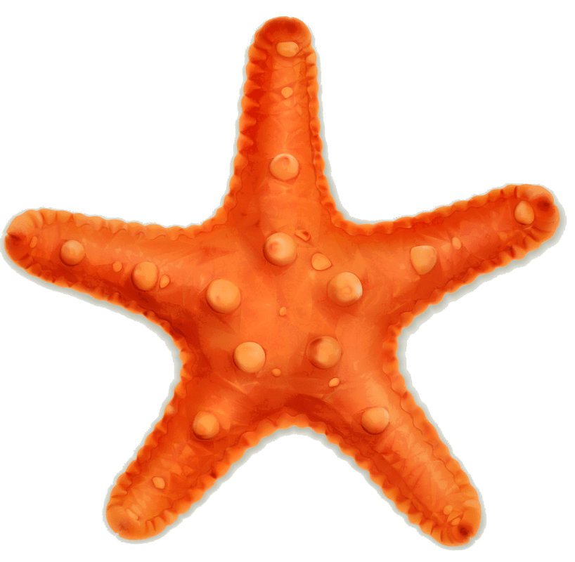 Starfish clipart transparent 4