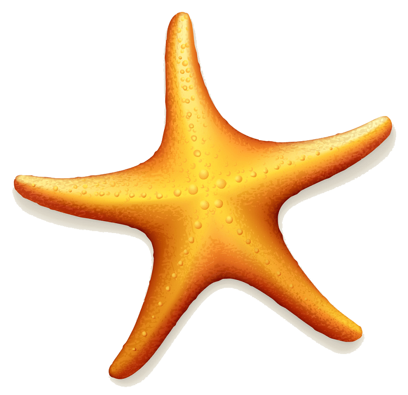 Starfish clipart transparent