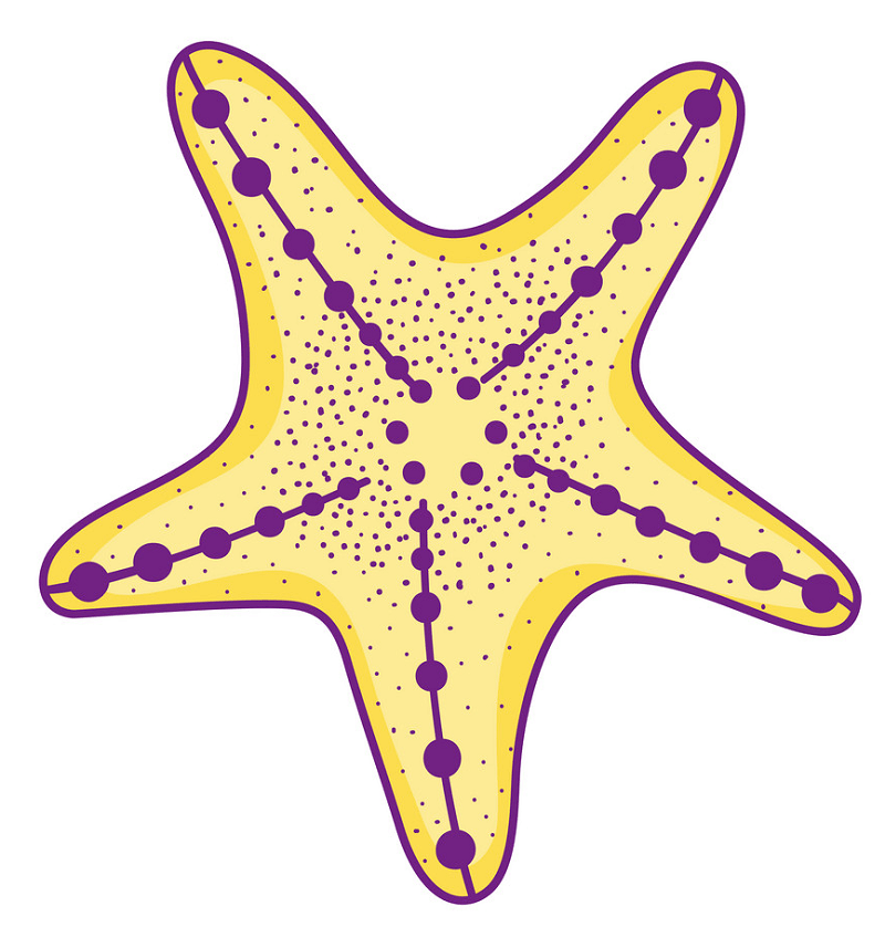 Starfish png 1
