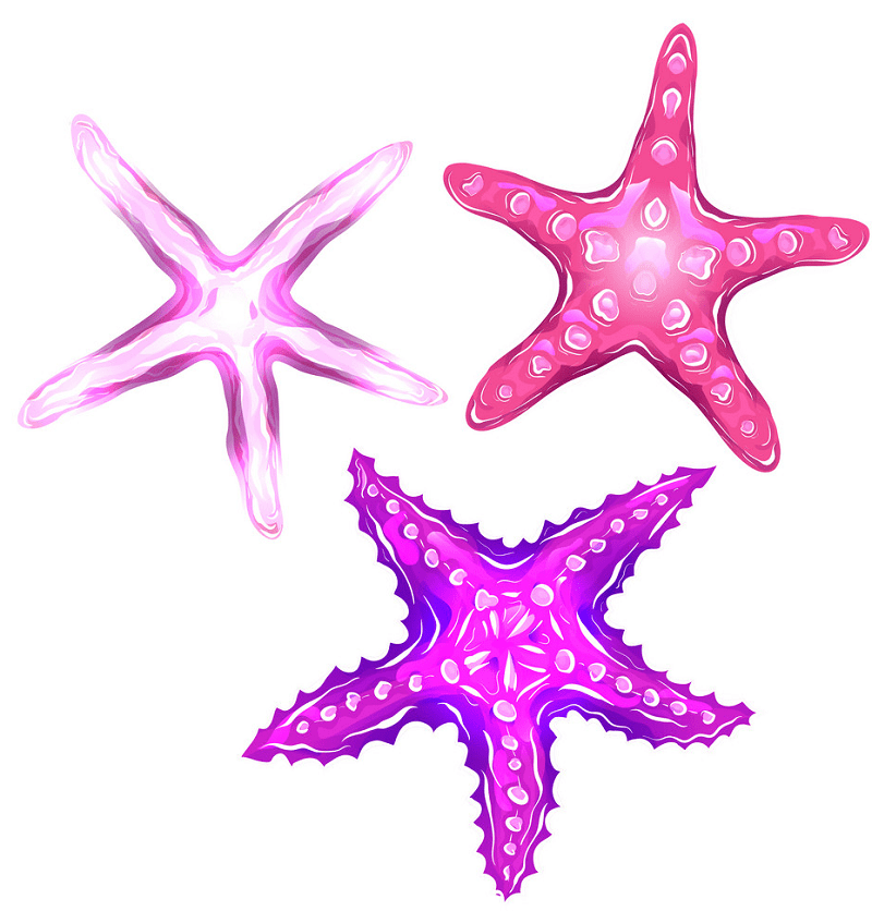 Starfishes png