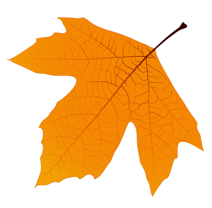 Sycamore Autumn Leaf clipart transparent