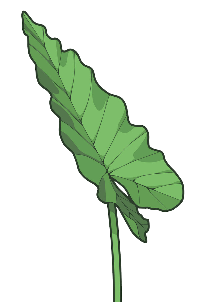 Taro leaf clipart transparent