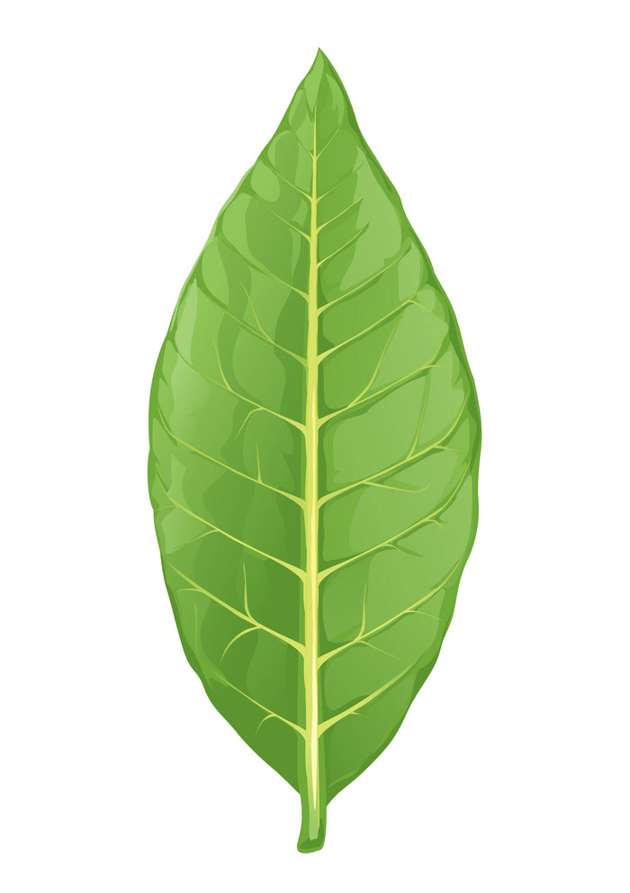 Tobaco leaf clipart
