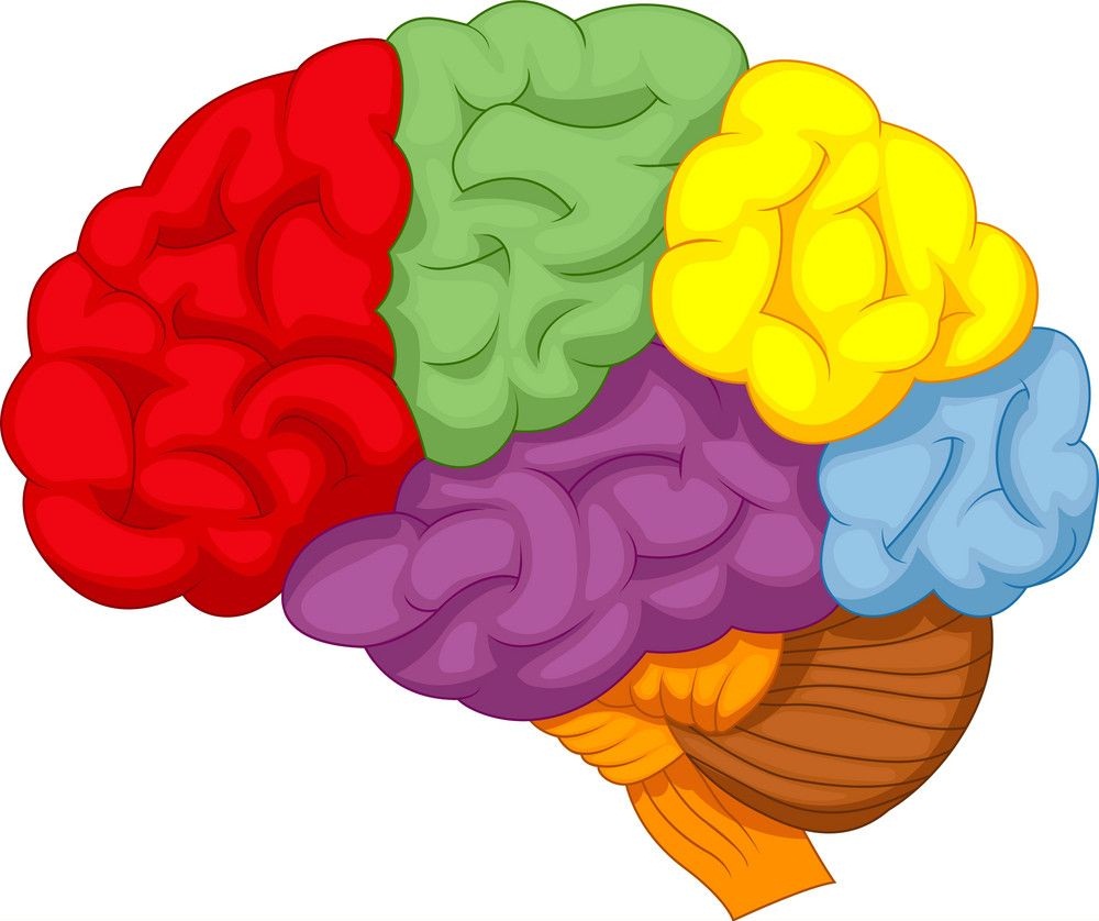 colorful brain clipart