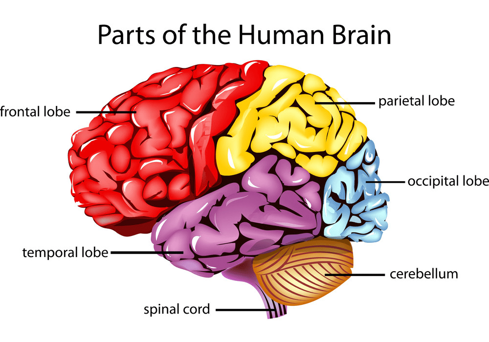 human brain clipart