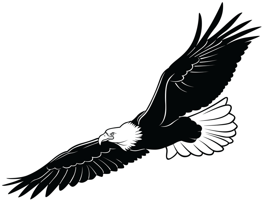 Black and White Flying Eagle clipart