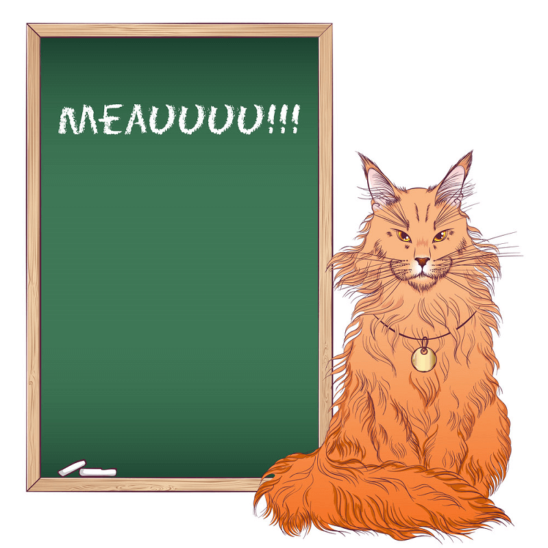 Chalkboard and Maine Coon Cat clipart