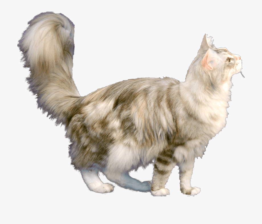 Maine Coon Cat clipart 1