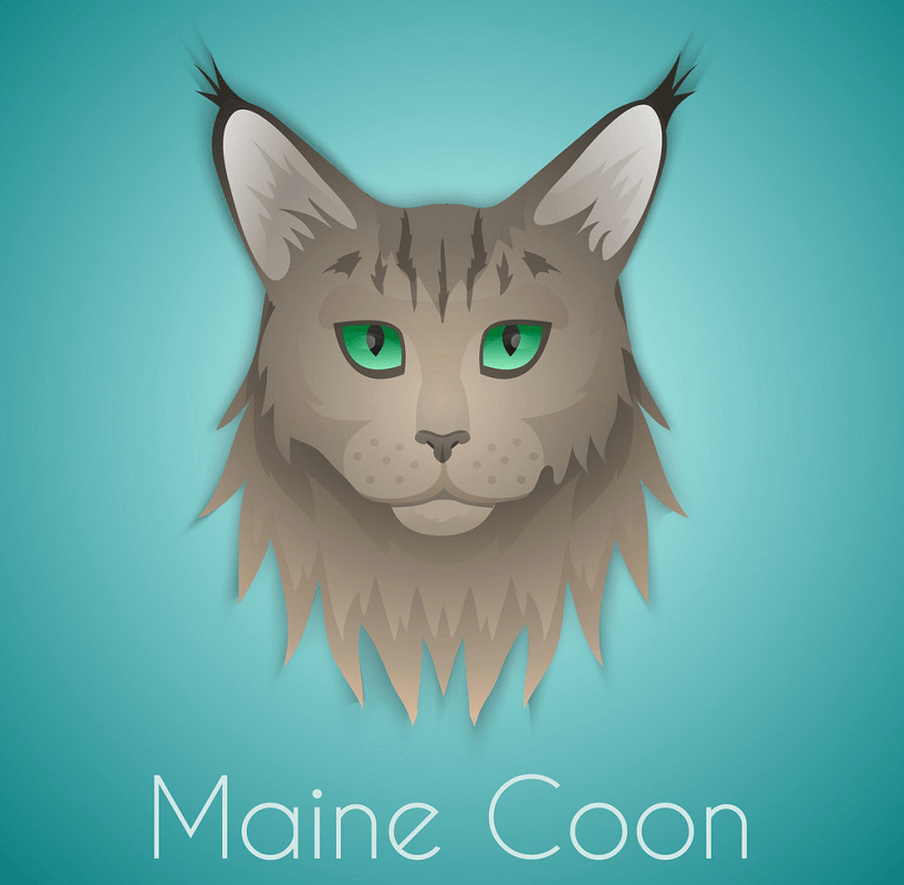 Maine Coon Cat clipart 4