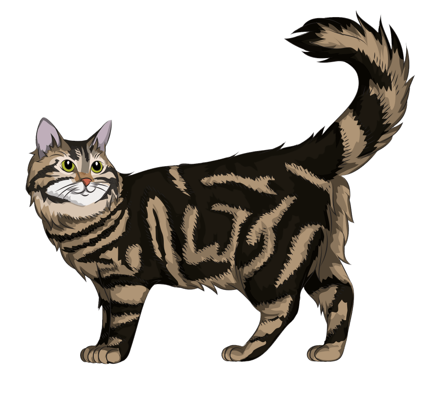 Maine Coon Cat clipart transparent