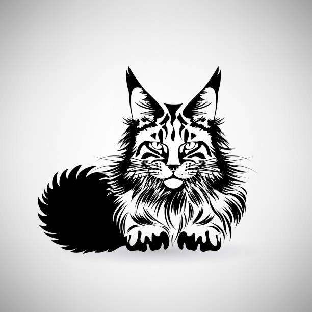 Maine Coon Cat clipart