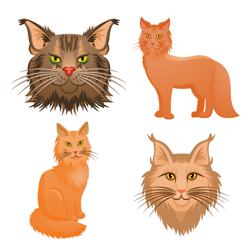 Set of Maine Coon Cats clipart