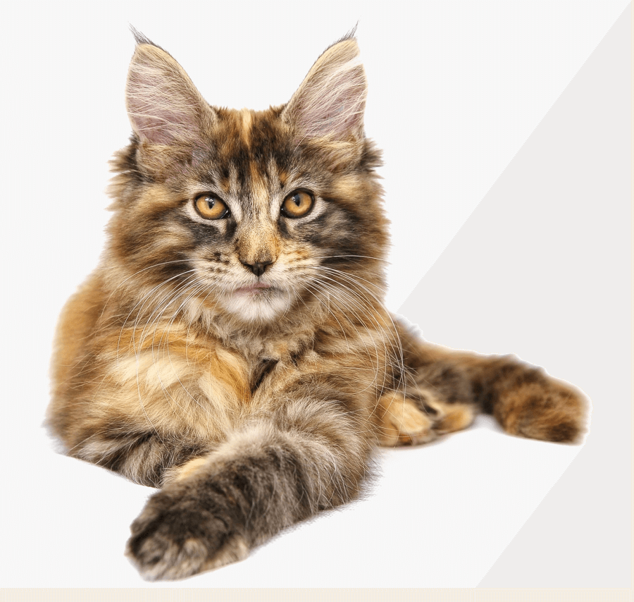 Maine Coon Cat Clipart