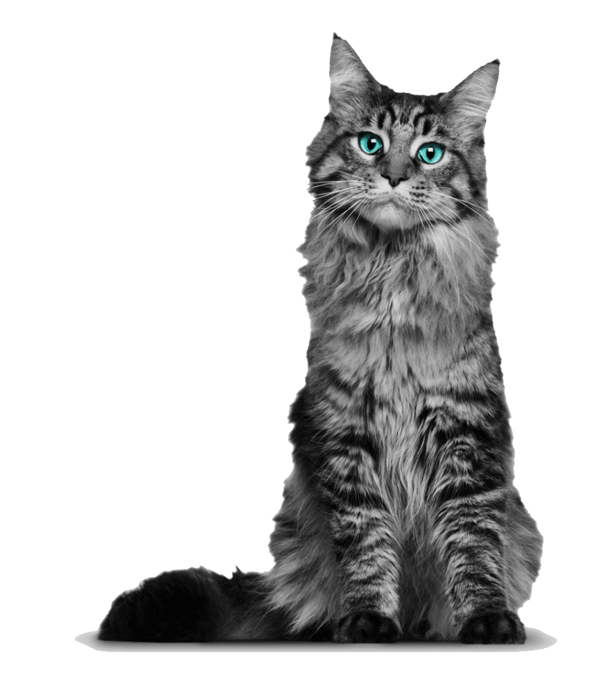 Young Maine Coon Cat clipart transparent