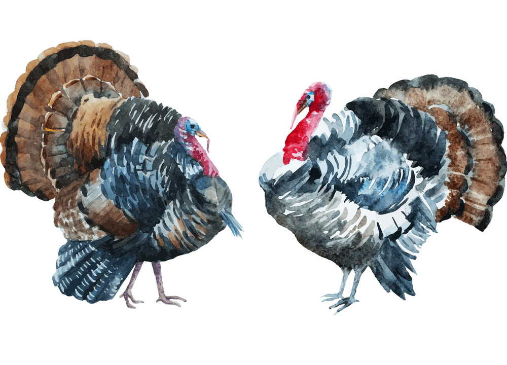 Watercolor Turkey clipart