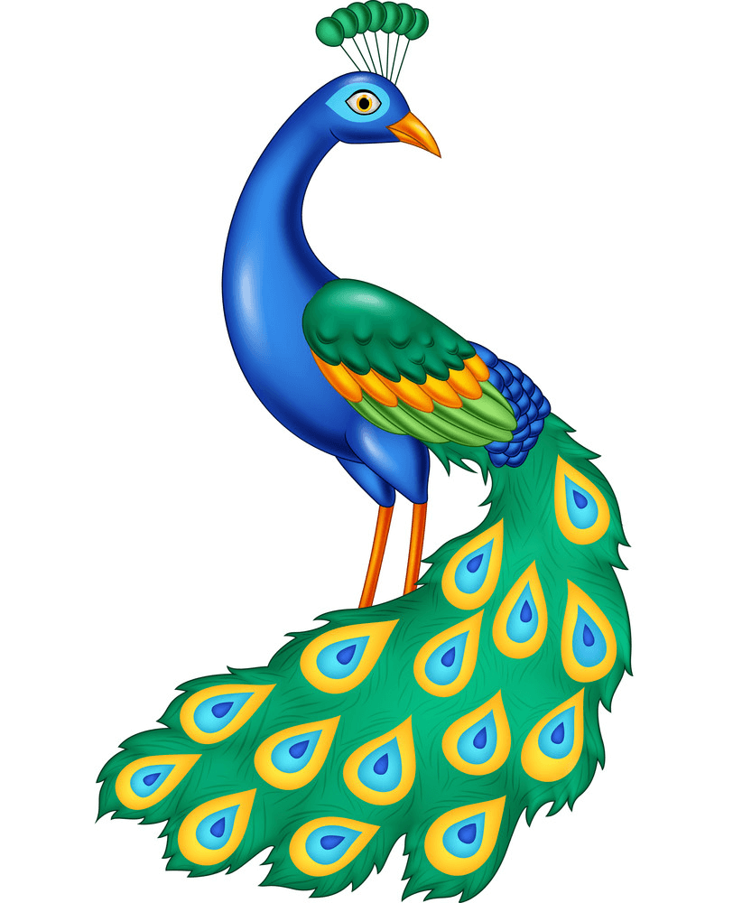 Beautiful Peacock clipart