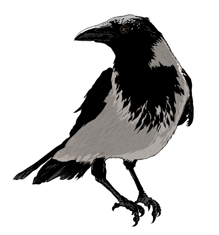 Black Crow clipart