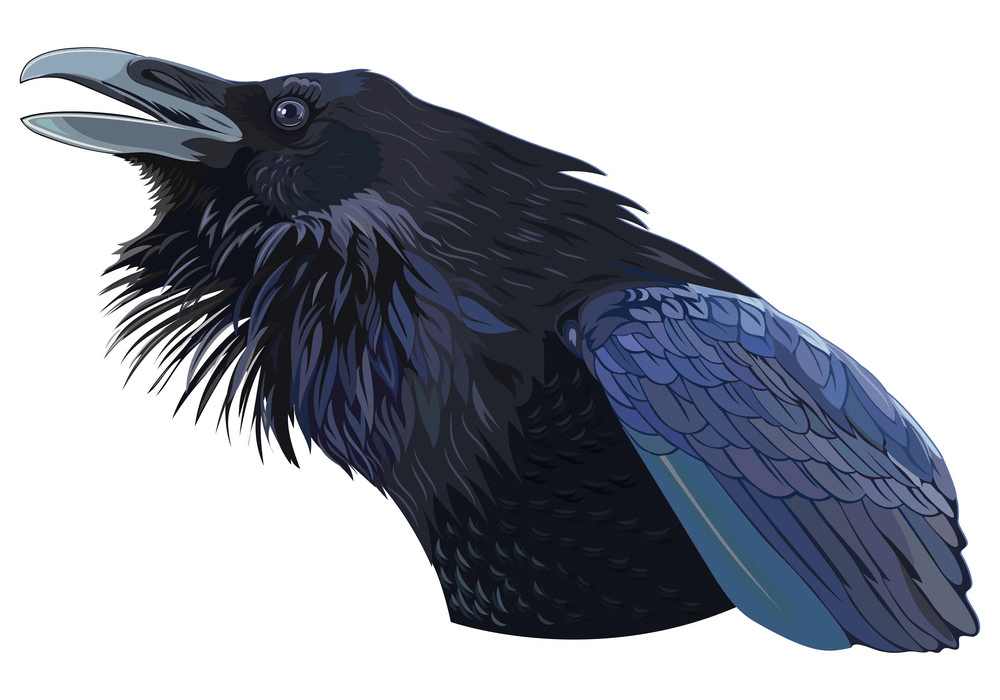 Cawing Black Crow clipart