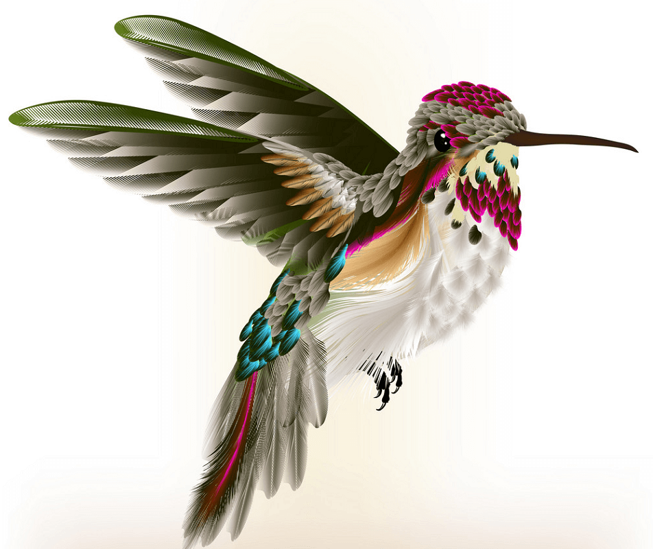 Colorful Hummingbird clipart