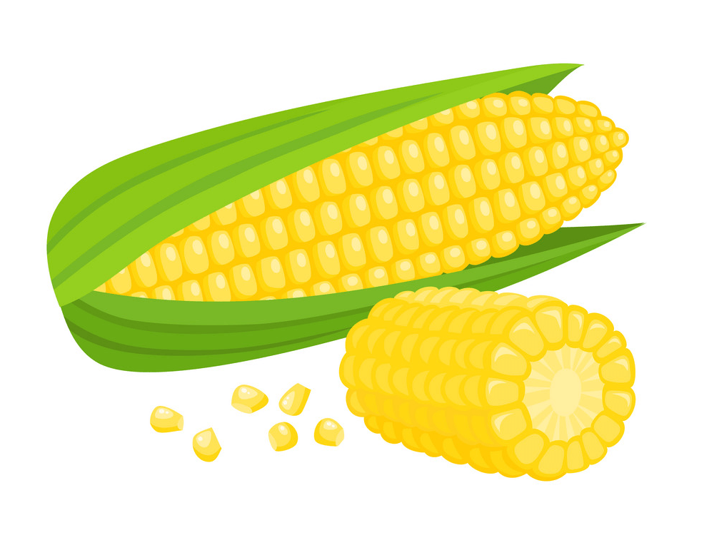 Corn clipart 1