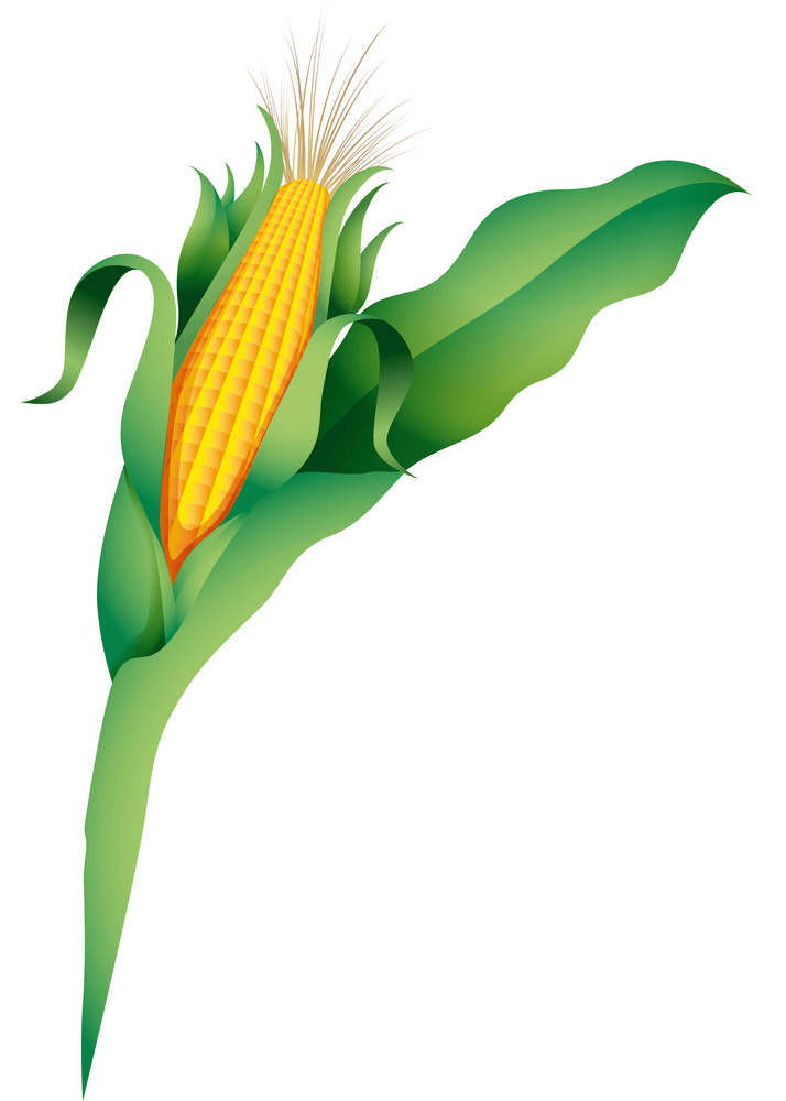 Corn clipart 6