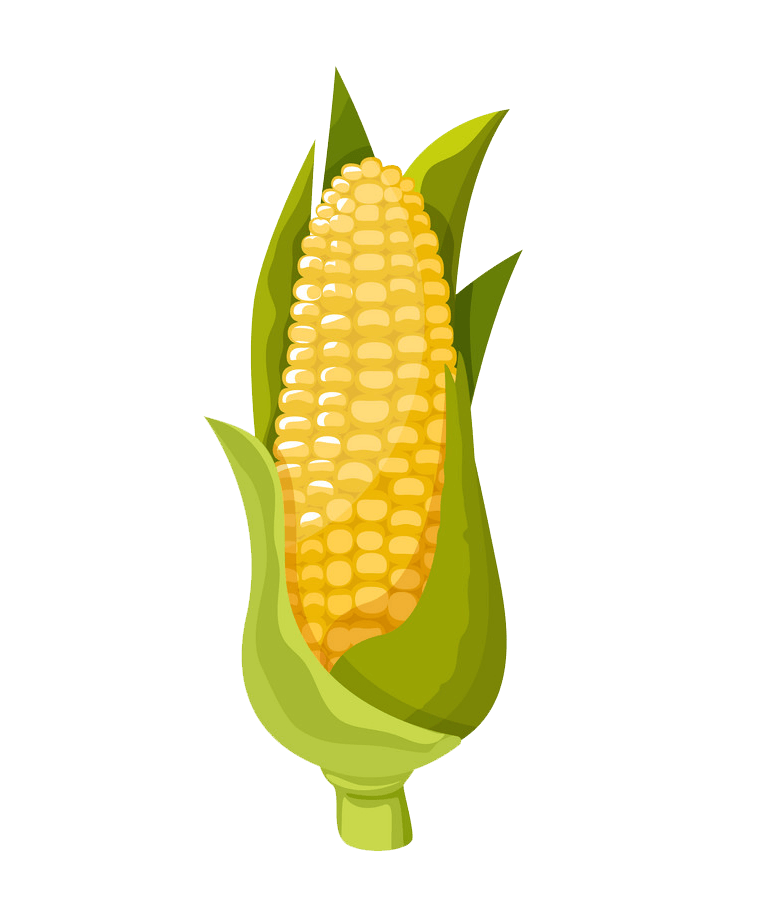Corn clipart transparent 2