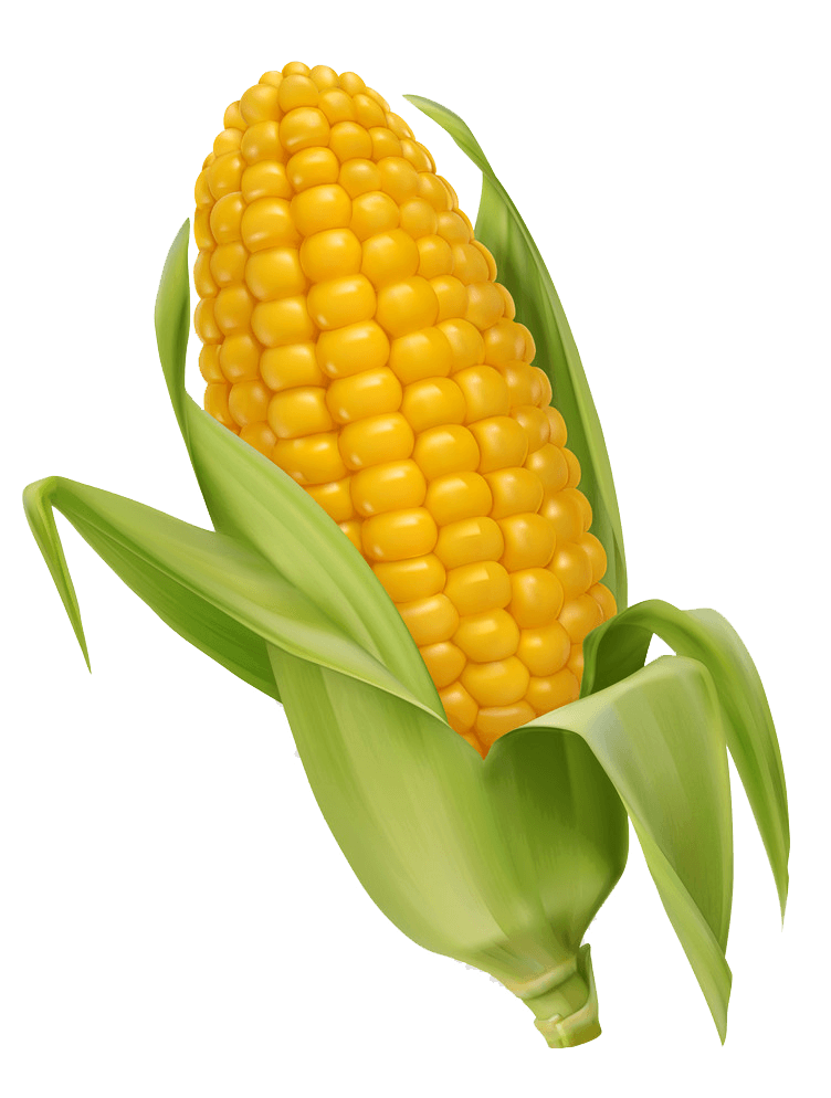 Corn clipart transparent 4
