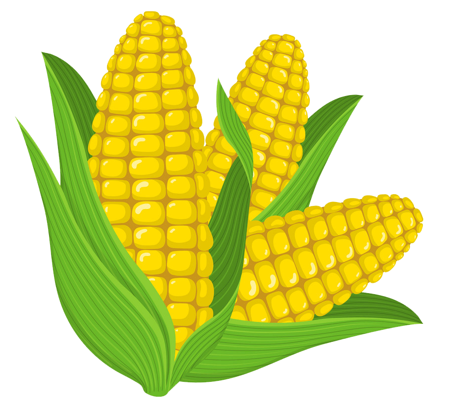 Corn clipart transparent 7