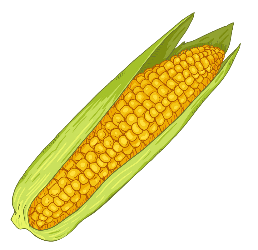 Corn clipart transparent 8