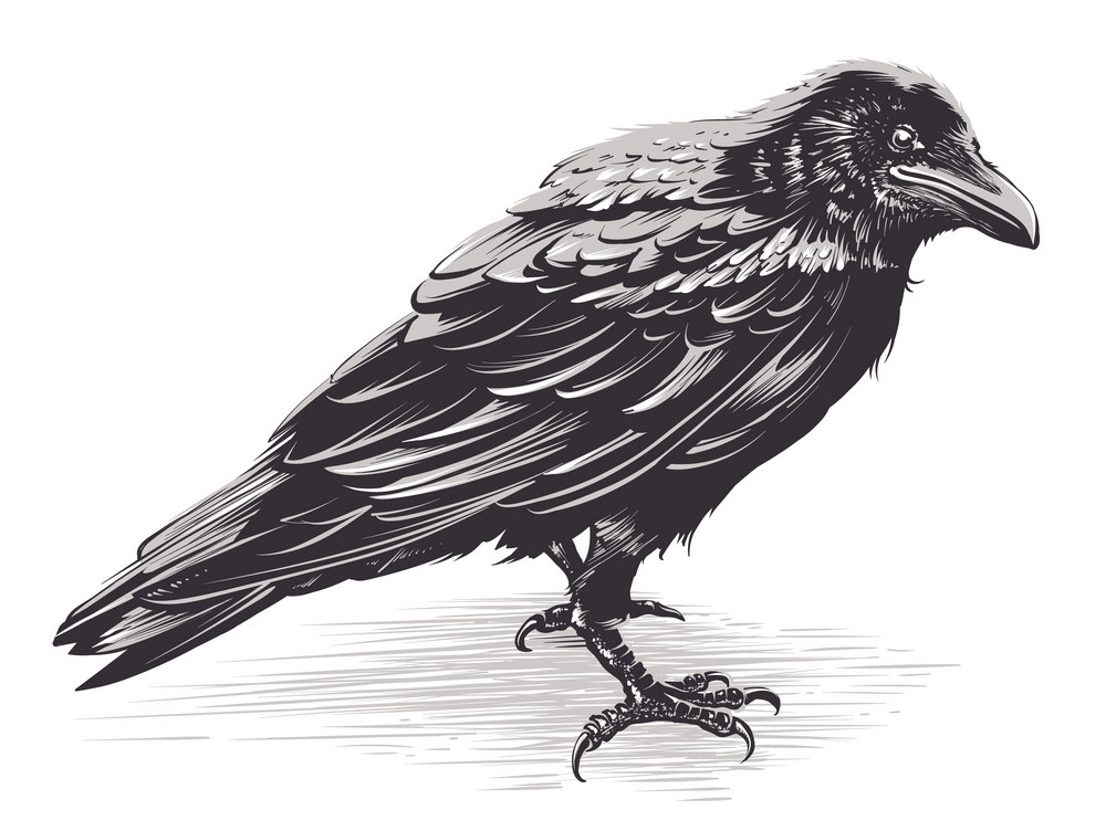Crow clipart 1