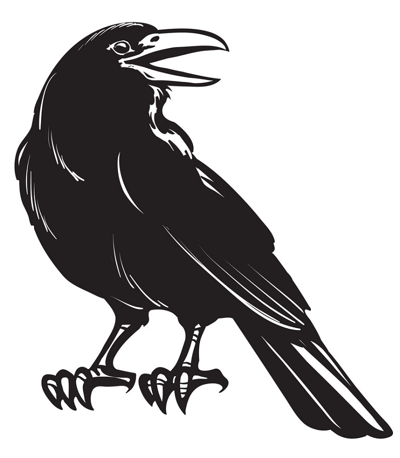 Crow clipart 3