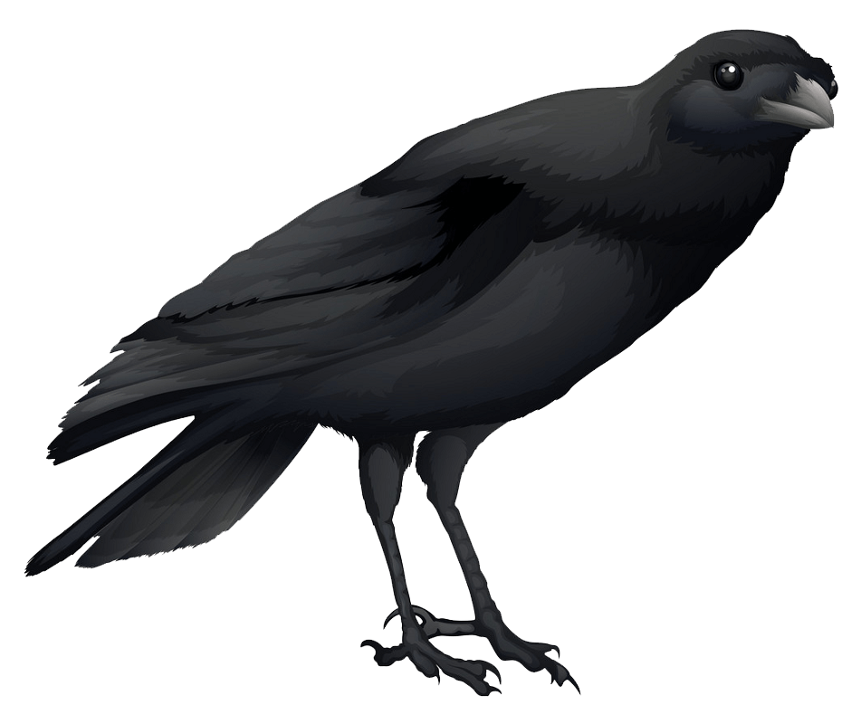 Crow clipart transparent