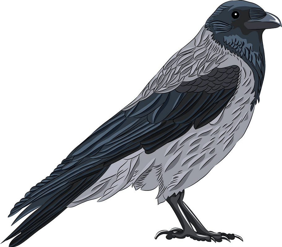 Crow clipart