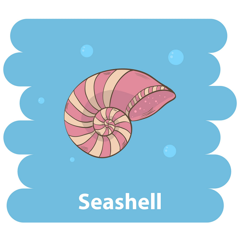 Cute seashell clipart