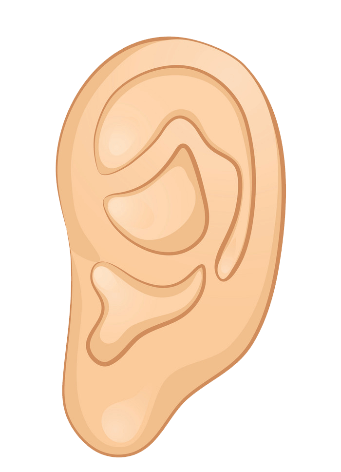 Ear clipart transparent 1