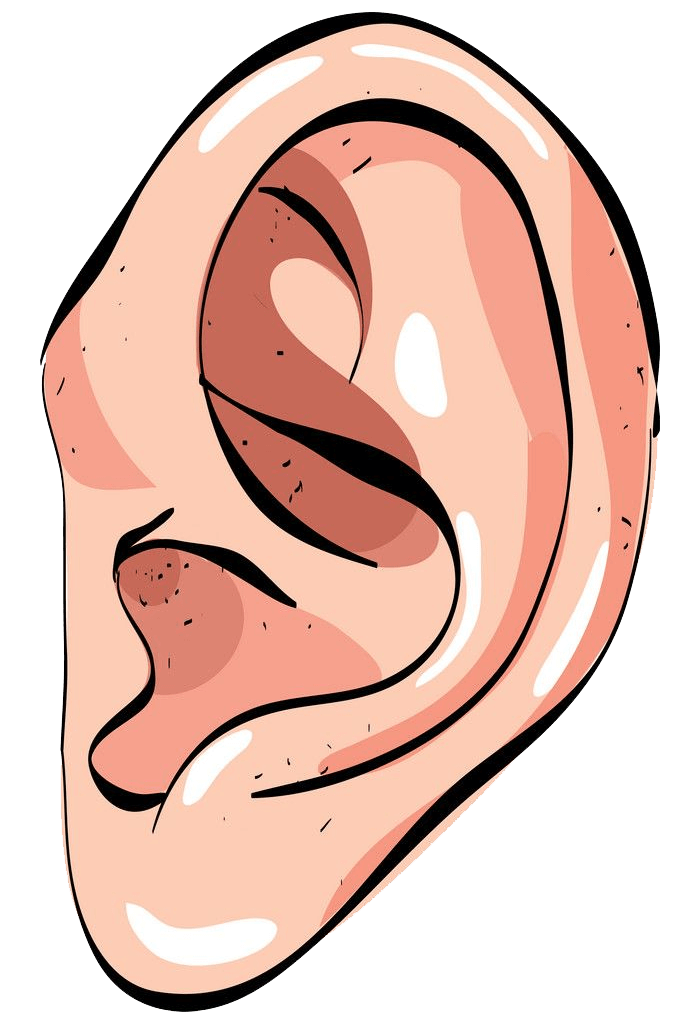 Ear clipart transparent 2