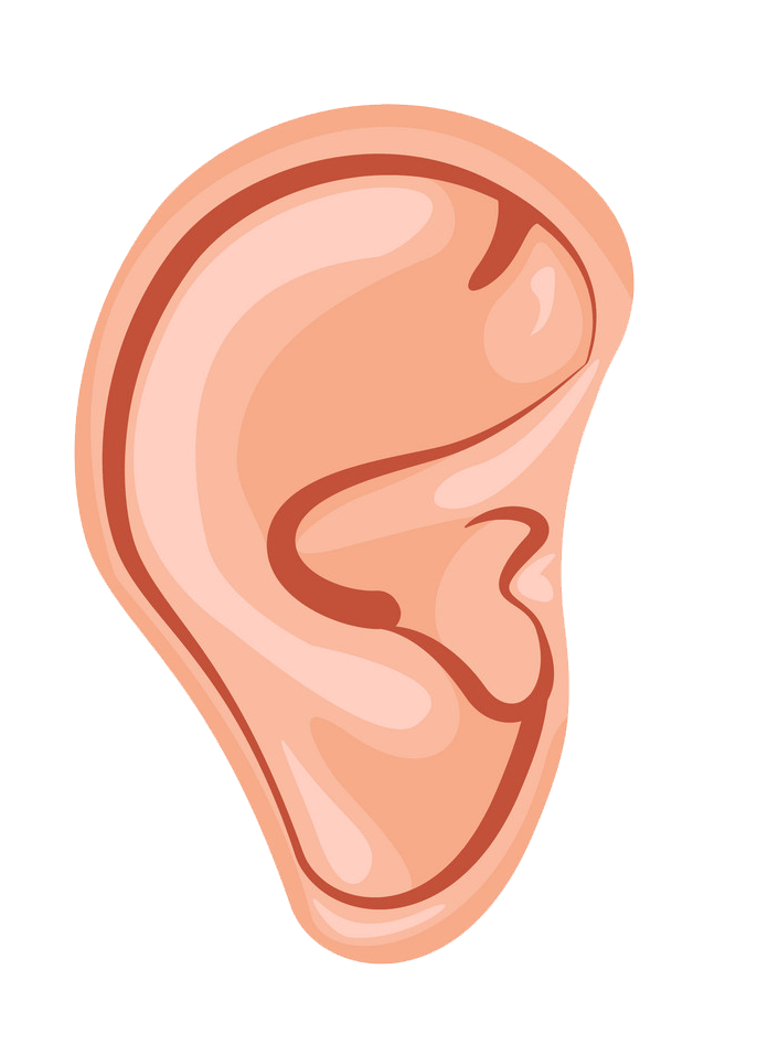 Ear clipart transparent 3