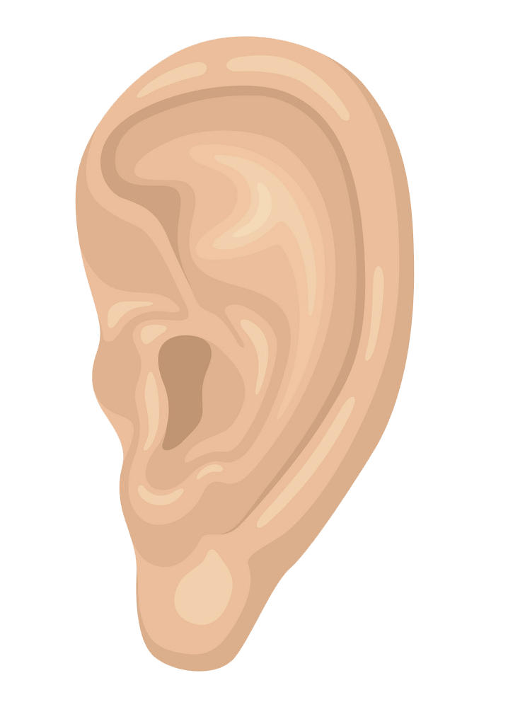 Ear clipart transparent 4