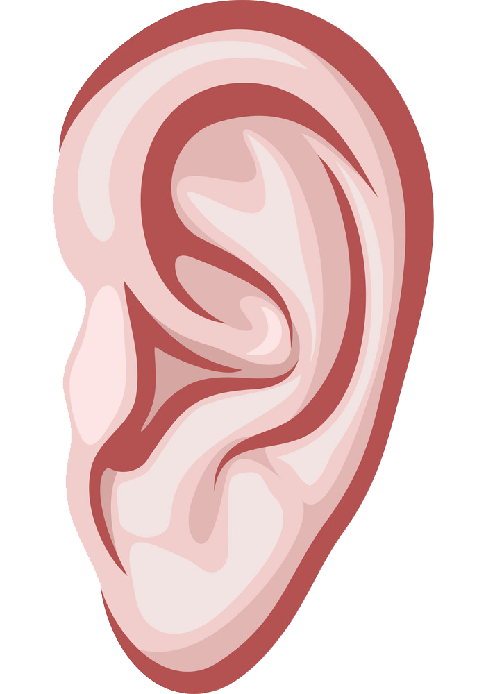 Ear clipart transparent
