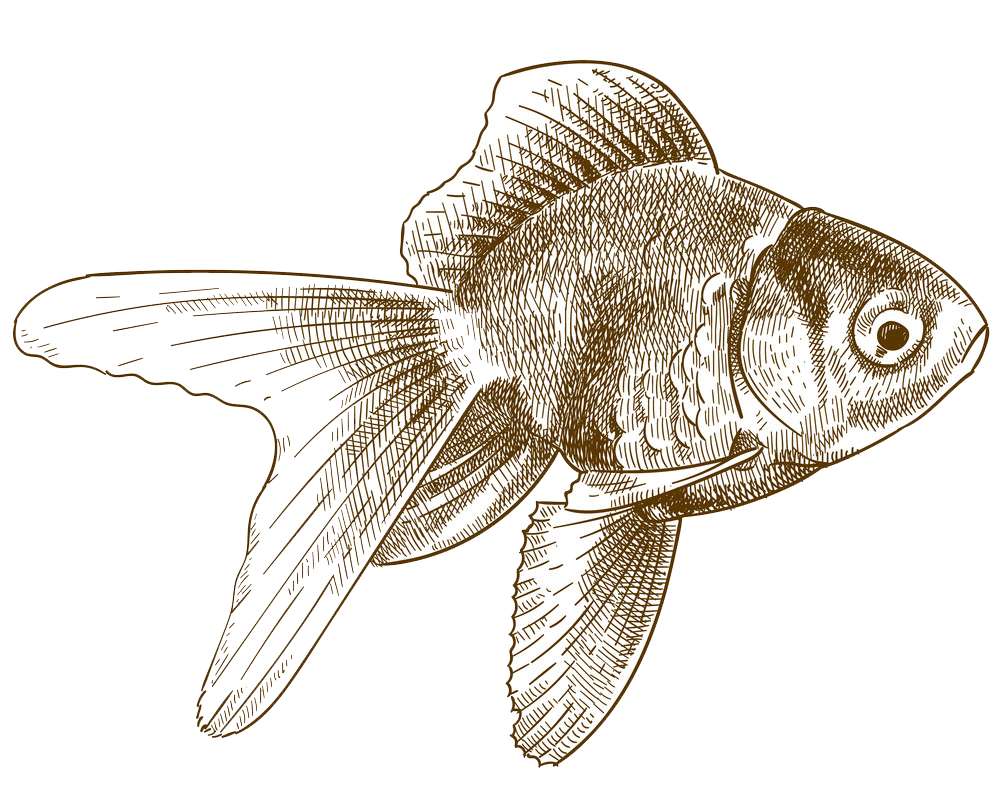 Engraving Goldfish clipart 1