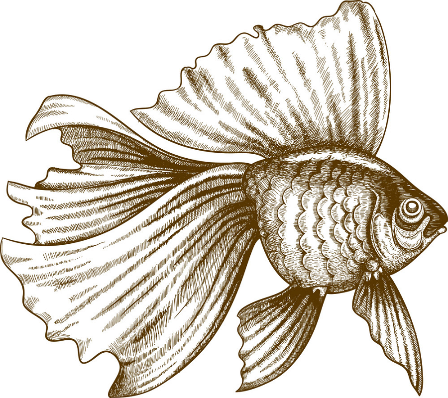 Engraving Goldfish clipart