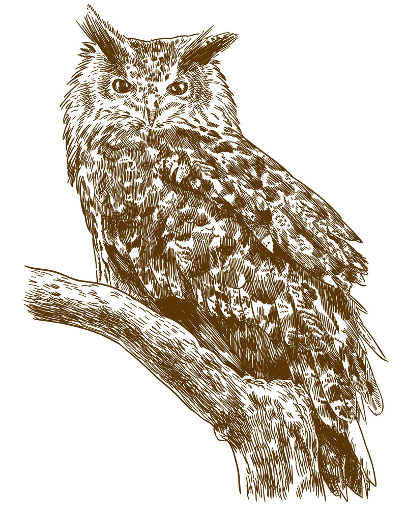 Engraving Owl clipart