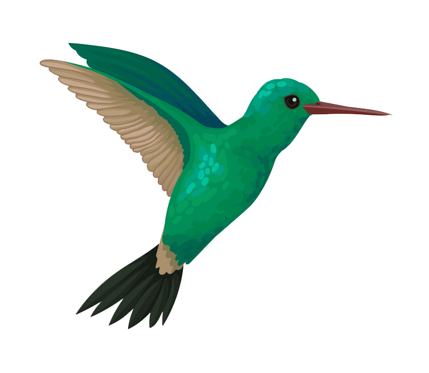 Flying Hummingbird clipart transparent