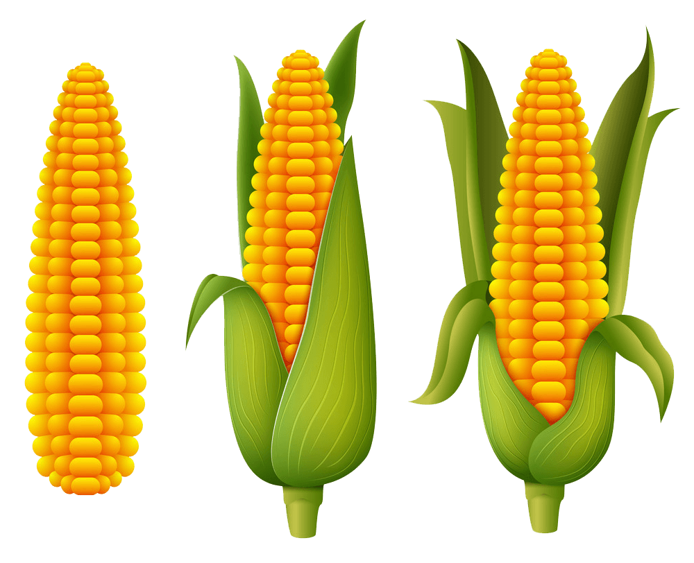 Fresh Corn clipart transparent