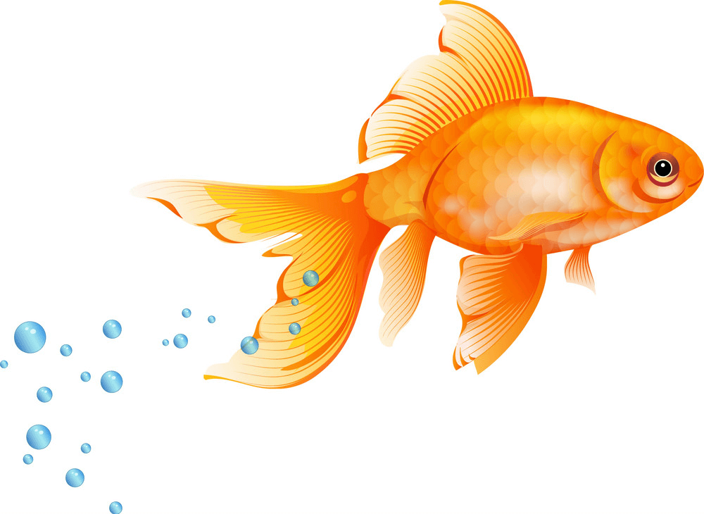 Goldfish Swimming clipart