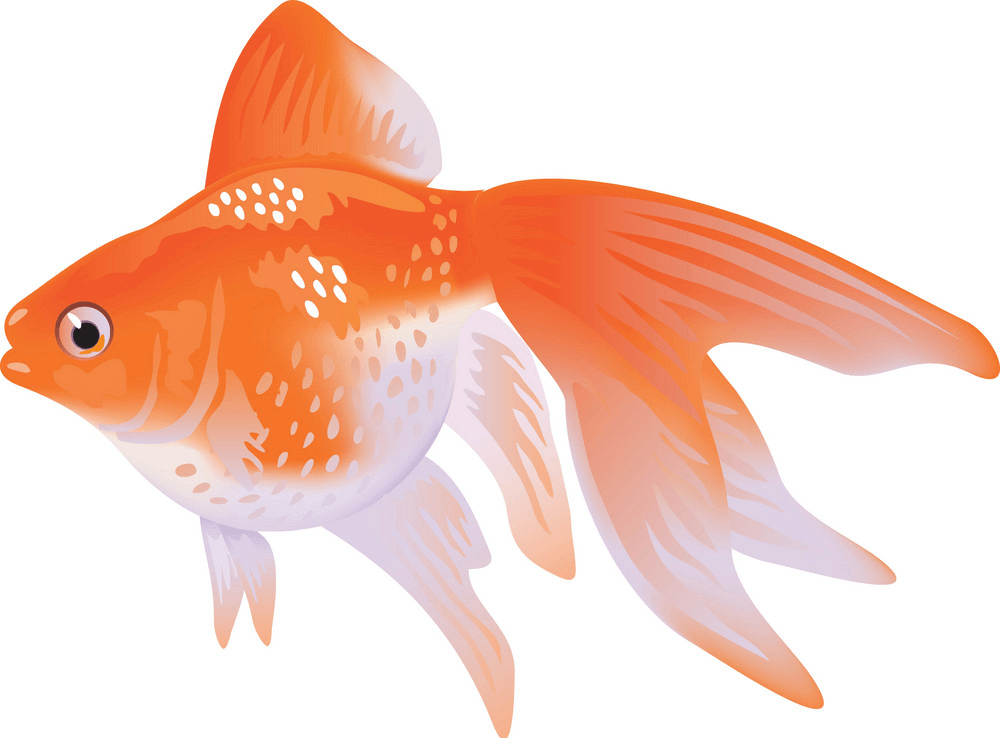 Goldfish clipart 4
