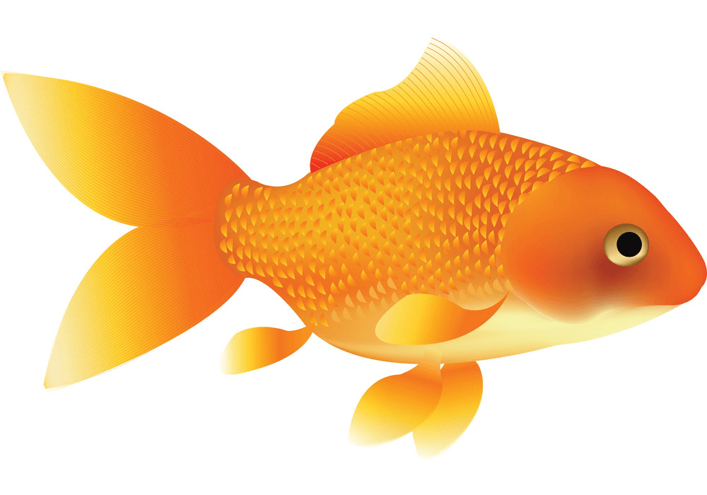 Goldfish clipart