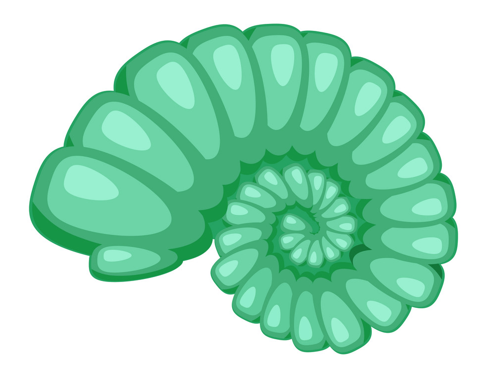 Green seashell clipart