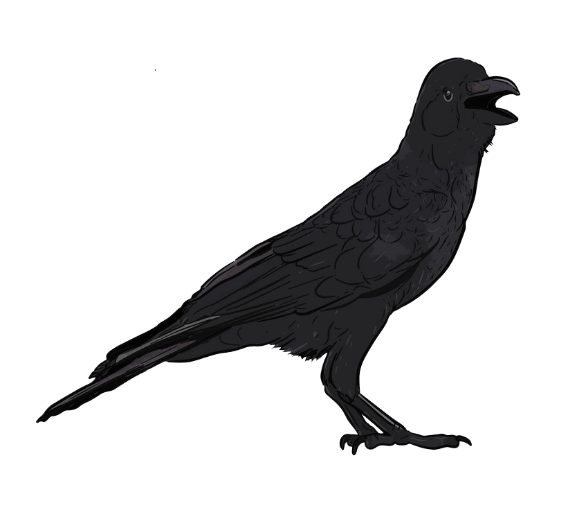 Hand Drawn Crow clipart transparent