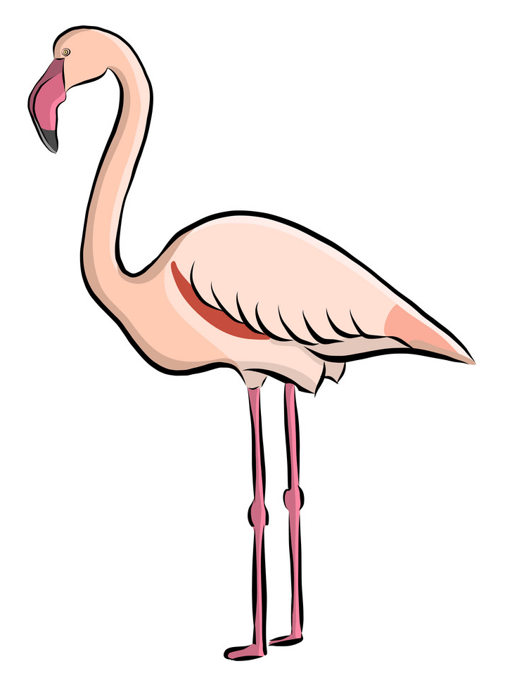 Hand Drawn Flamingo clipart